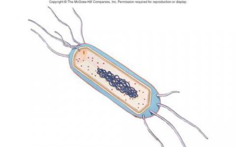 研究人员清楚地描绘了细菌的内部和外部结构