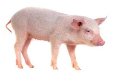 猪基因进展可以增加珍贵动物的精子库存
