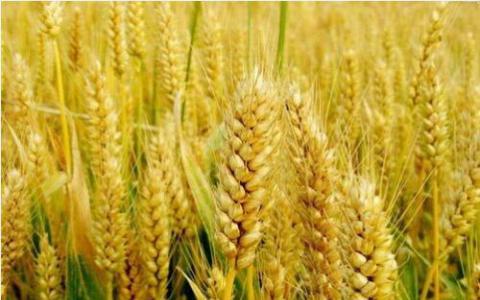 生产更好的小麦作物以养活世界  单一到多个小麦基因组学