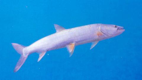 研究人员发表了海湾尖嘴鱼的参考基因组