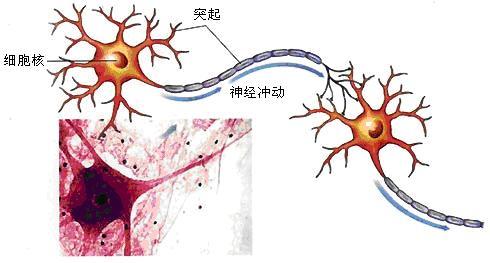 通过非神经生物体中的细胞融合直接转移学习行为