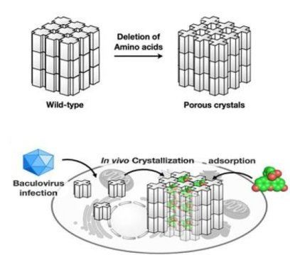 来自蛋白质晶体的细胞内分子筛