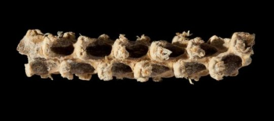 来自5,310年历史的玉米芯的DNA证据填补了历史上的空白