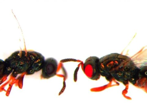 研究人员创造了红眼突变黄蜂