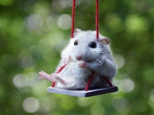 科学家开发了新的Hirschsprung病小鼠模型