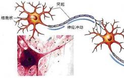 通过非神经生物体中的细胞融合直接转移学习行为