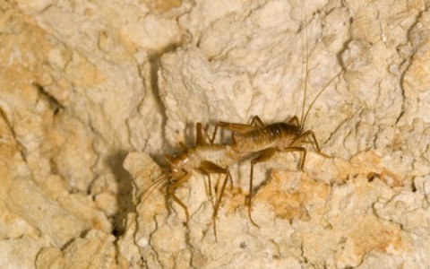 表面上的洞穴蟋蟀实际上比洞穴粪便更孤立
