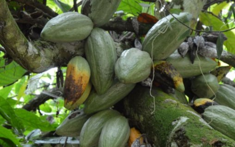 Cocoa CRISPR 基因编辑有望改善'巧克力树'