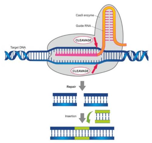 用于基因编辑的抗CRISPR