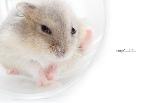 主要的尿蛋白不允许在雄性小鼠中识别亲属