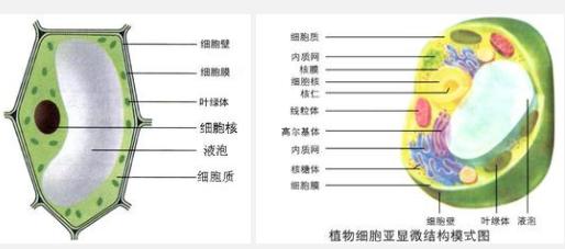 将植物细胞从通才转变为专家