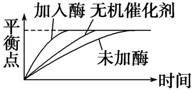 膜转换中的平衡作用  将胞吞作用与膜再循环联系起来的酶