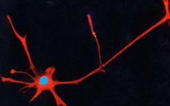 神经干细胞也可作为RNA高速公路