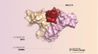 科学家设计的蛋白质可以刺激抗癌的T细胞