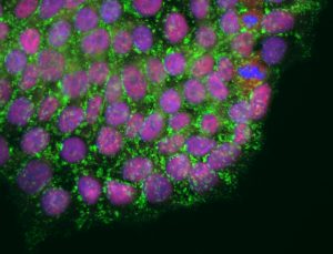 科学家们发现要使干细胞健康端粒长度必须恰到好处