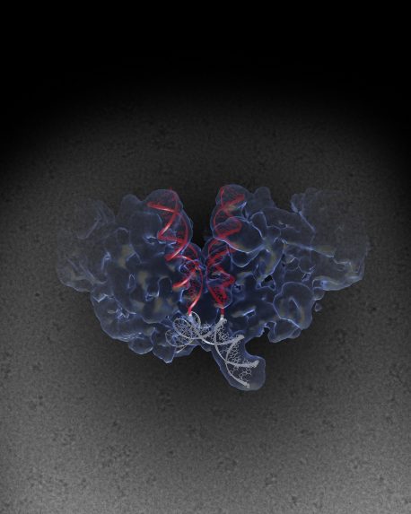 索尔克的科学家们破解了HIV机器的结构