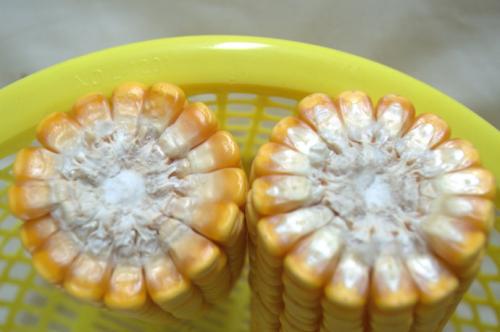 5310年玉米穗轴的基因组序列为玉米驯化的早期阶段提供了新的见解