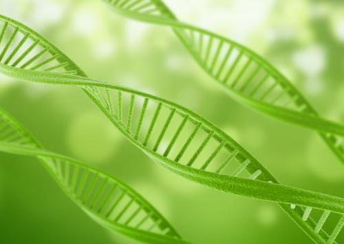一小块DNA对叶子形状有很大影响