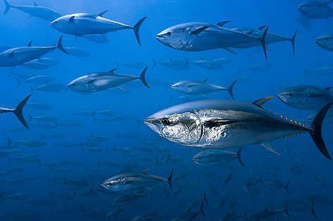 海水样本中的eDNA可以揭示深水鱼种群的状况