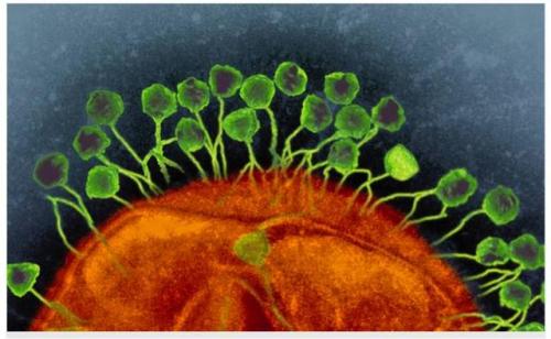 噬菌体治愈细菌感染