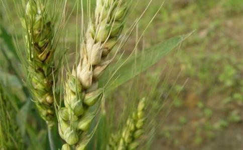 植物科学家确定基因以对抗致残的小麦病