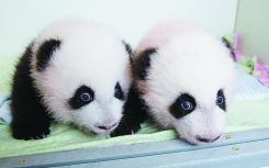 熊猫双胞胎在维也纳动物园受洗