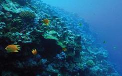 珊瑚基因组揭示了环境灾难后人口的反弹