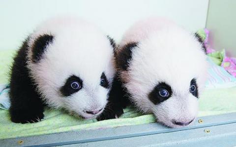 熊猫双胞胎在维也纳动物园受洗
