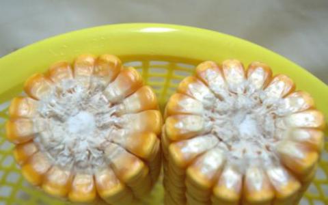 5310年玉米穗轴的基因组序列为玉米驯化的早期阶段提供了新的见解