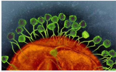 噬菌体治愈细菌感染
