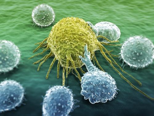减缓T细胞迁移的HIV蛋白功能也可以提高病毒的存活率