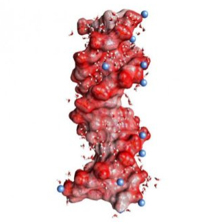 离子与生物分子相互作用的新型动态探针