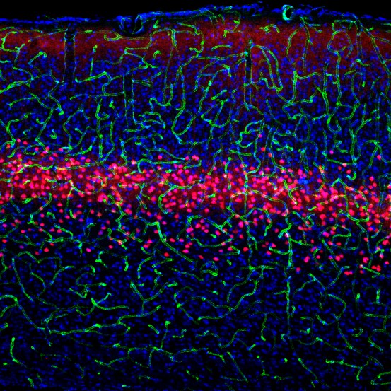 科学家们发现了大脑中三种细胞类型的功能和联系