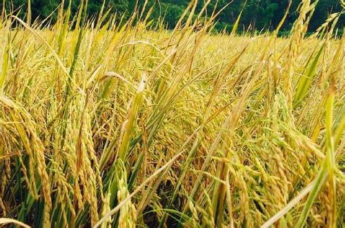 在基因中发现了增强的小麦卷曲螨控制