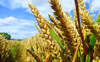英国研究人员寻求许可对转基因小麦进行田间试验
