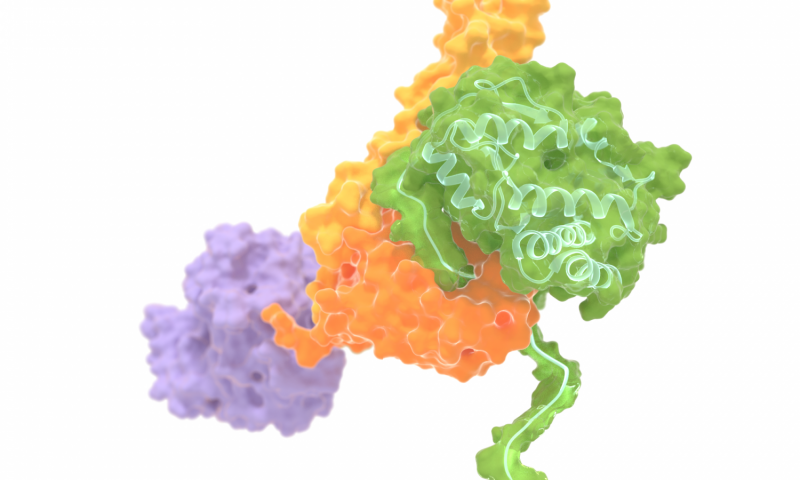 通用钳夹蛋白稳定折叠蛋白 对伴侣蛋白Hsp70如何工作的新见解