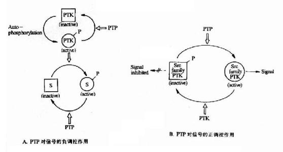 确定了阻断参与免疫应答的膜受体的分子机制