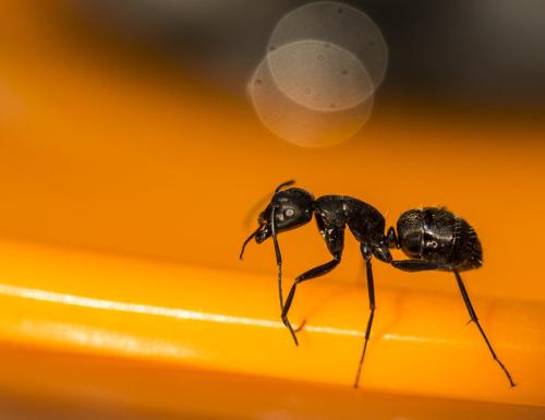 蚂蚁基因组学有助于重塑美洲的生物学史