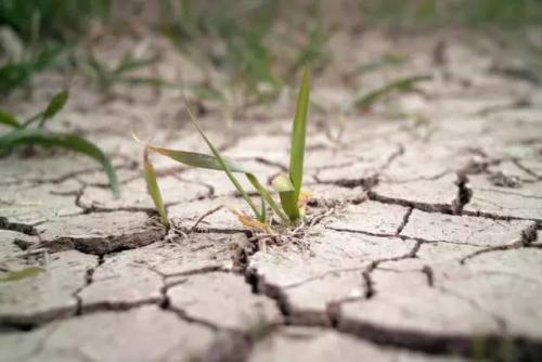 研究揭示了哪些基因对植物对干旱的反应至关重要