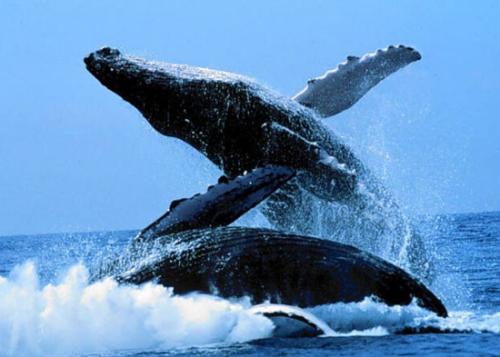 鲸眼的基因突变可能会增加死亡风险