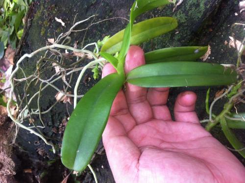 寄生植物可能从宿主偷来的基因中形成武器