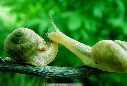 罕见的孤独的左撇子蜗牛 寻求爱情和基因研究的配偶