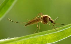 基因帮助科学家追踪寨卡蚊的奇怪迁徙