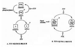 确定了阻断参与免疫应答的膜受体的分子机制