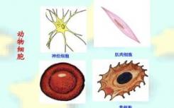 对大数据的新分析揭示了细胞功能