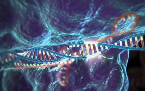 研究人员发现蛋白质靶标可以剔除疱疹病毒RNA转运