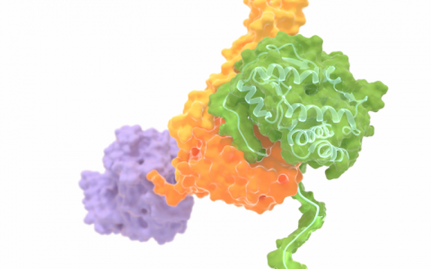通用钳夹蛋白稳定折叠蛋白 对伴侣蛋白Hsp70如何工作的新见解