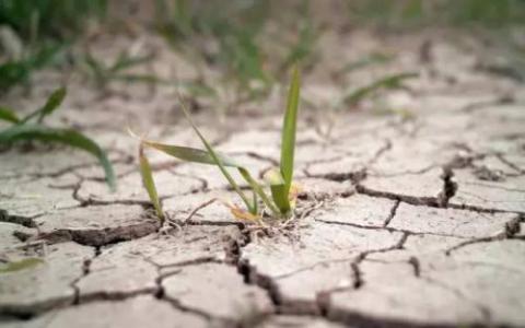 研究揭示了哪些基因对植物对干旱的反应至关重要
