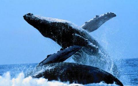 鲸眼的基因突变可能会增加死亡风险