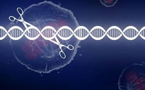 对罕见遗传病的研究揭示了新的干细胞途径
